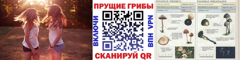 Псилоцибиновые грибы MAGIC MUSHROOMS  Дигора 